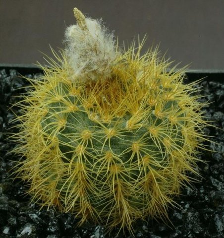 Frailea_heliosa_1